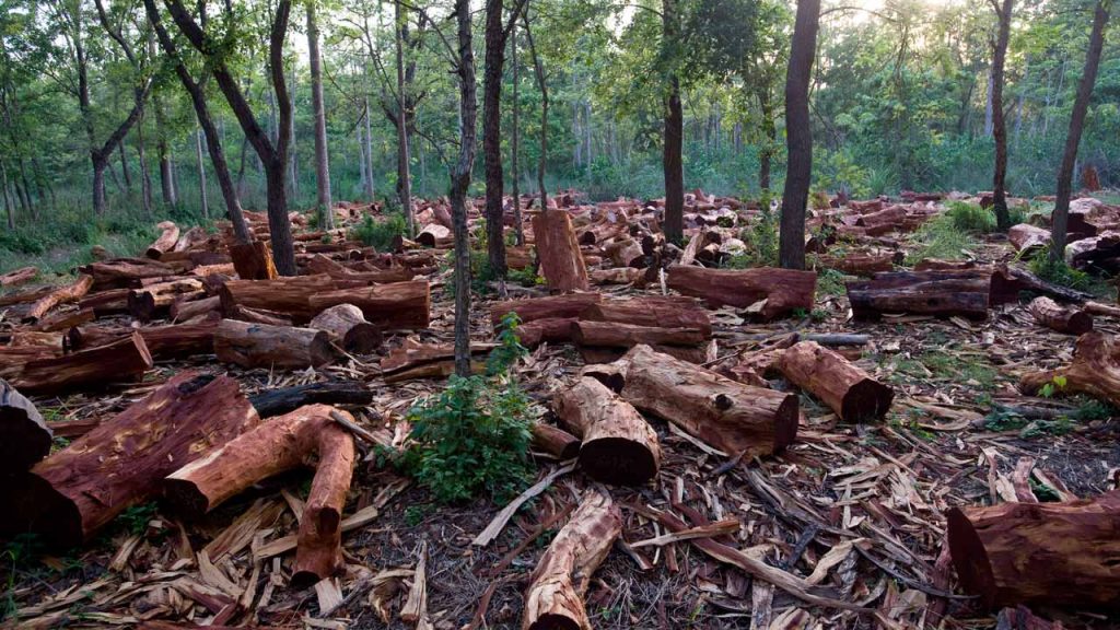 Particular Squad uncovers kidnappers’ armoury, camps in Edo forest