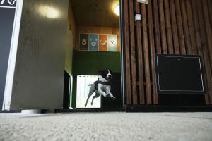 Rome's airport opens luxurious canine resort with pampering companies