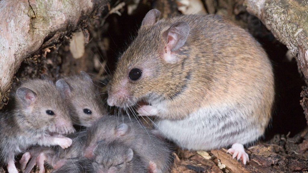 Nigeria information extra Lassa fever deaths in 2025 regardless of fewer circumstances — NCDC