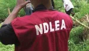 NDLEA nabs Brazil returnees, businesswoman, intercepts a number of drug shipments throughout states