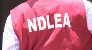NDLEA destroys over 18,000kg of hashish in Edo forest