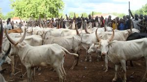 Why we shut down cattle markets in Kwara South – LG chair