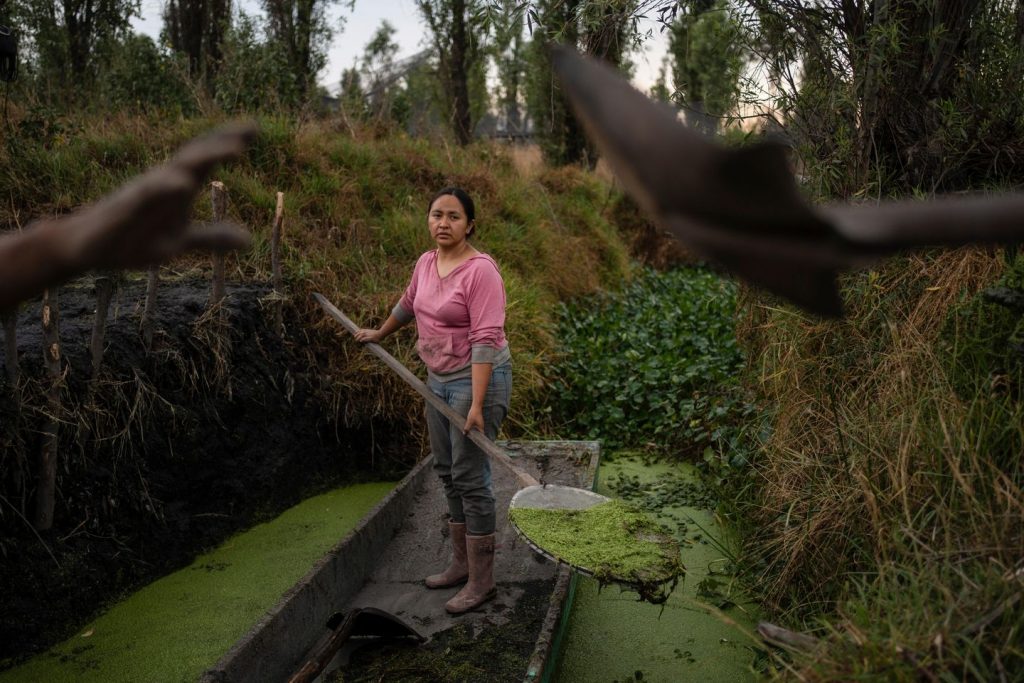 Ladies take over historic Aztec farms in Mexico to avoid wasting vanishing ecosystems