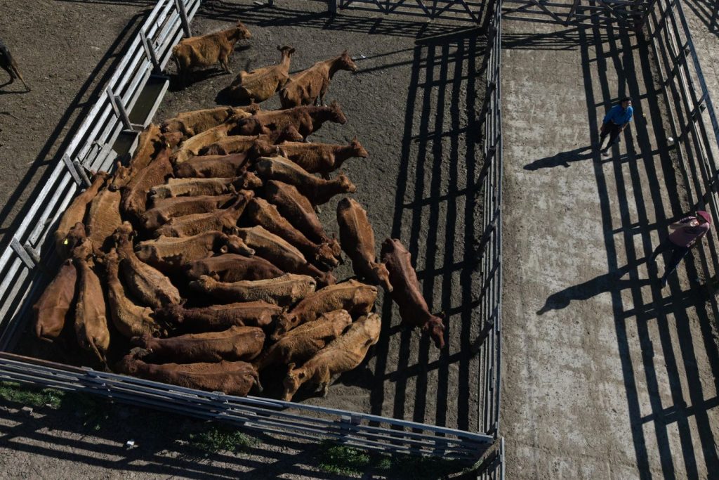 Trump bringing extra beef from Argentina; U.S. cattlemen not excited Trump bringing extra beef from Argentina; U.S. cattlemen not excited
