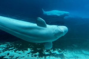 Canada denies Marineland's request to export its remaining beluga whales to China