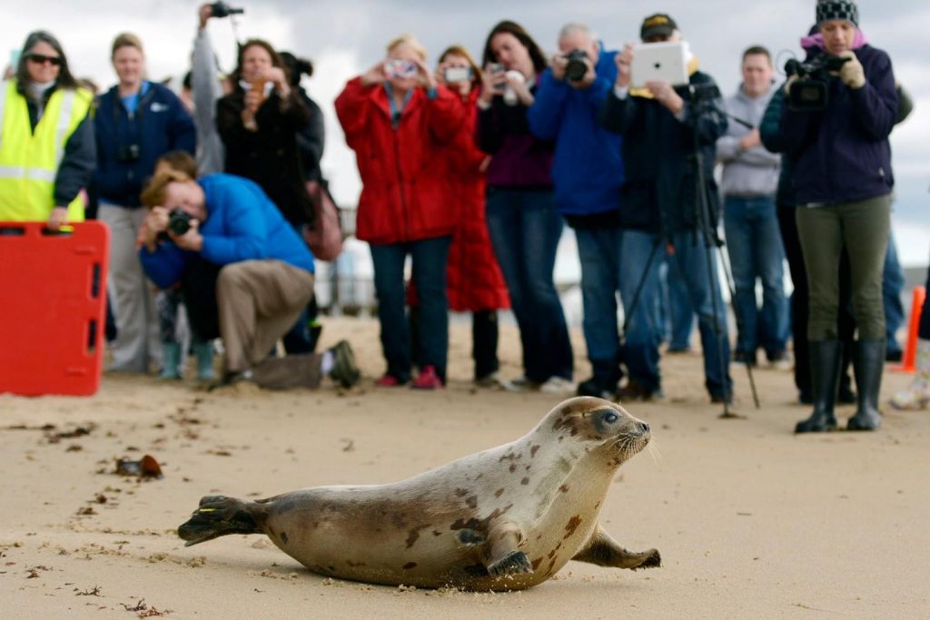 Arctic seals and greater than half of chook species are in hassle on newest checklist of threatened species