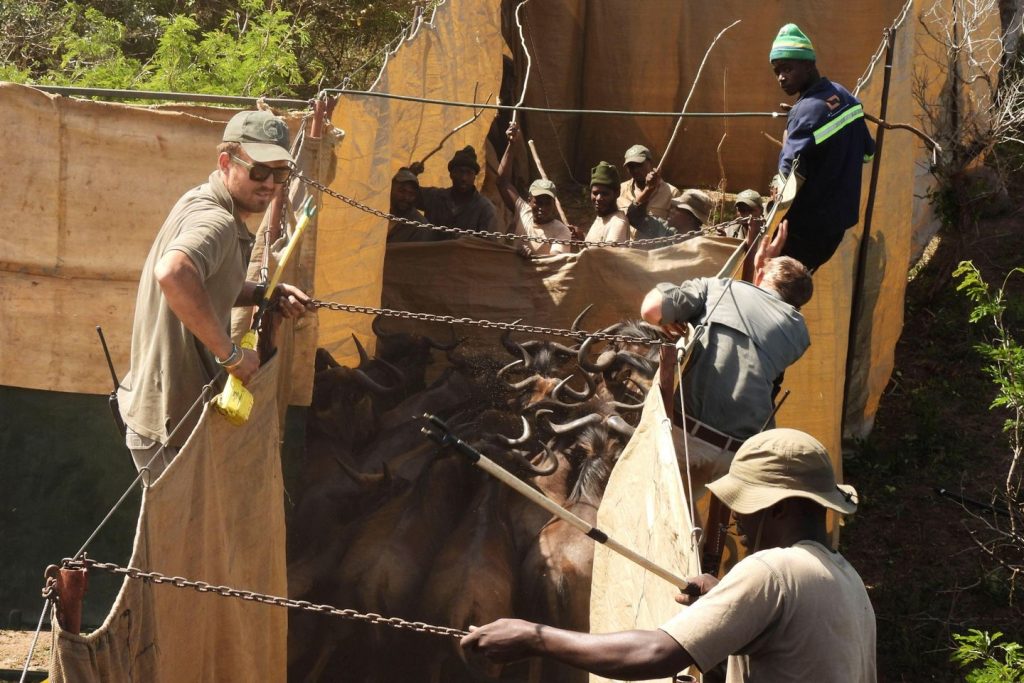 Reviving this African recreation reserve meant catching and transporting lots of of untamed animals