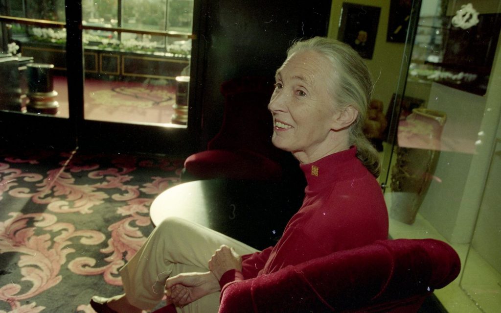What to know concerning the life and legacy of chimpanzee researcher and wildlife advocate Jane Goodall