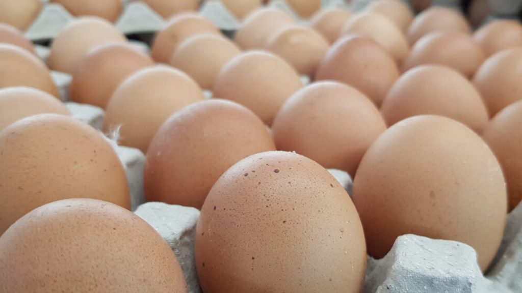 Gombe farm distributes 3,000 eggs to schoolchildren