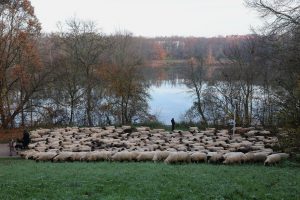 Make manner for the flock! A whole bunch of sheep head by means of German metropolis to their winter pastures