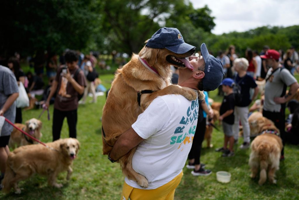 A symphony of woofs: That is what occurs when 2,397 golden retrievers collect in an Argentina park A symphony of woofs: That is what occurs when 2,397 golden retrievers collect in an Argentina park