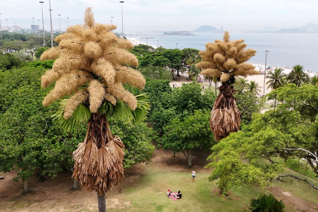 Many years-old palm bushes in Rio de Janeiro flower for the primary — and solely — time Many years-old palm bushes in Rio de Janeiro flower for the primary — and solely — time