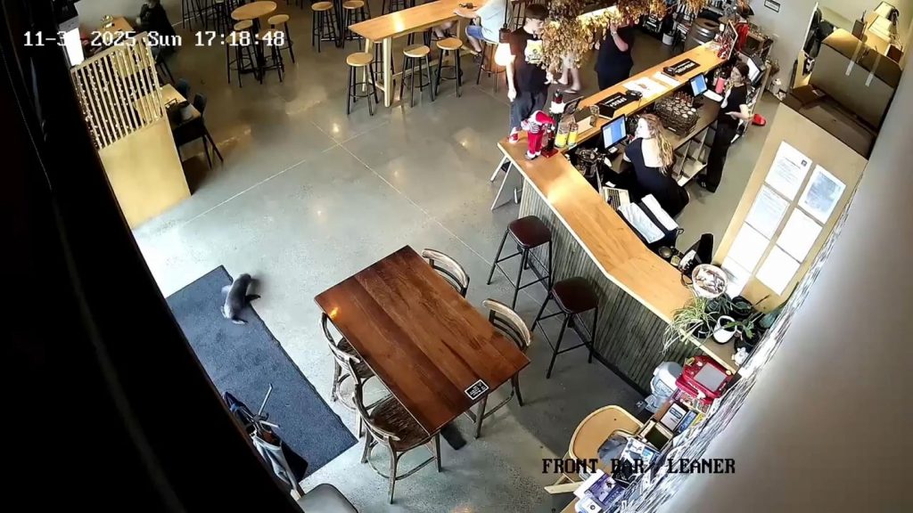 WATCH: A child fur seal galumphs right into a bar, the bartender says 'Seize the salmon!' WATCH: A child fur seal galumphs right into a bar, the bartender says 'Seize the salmon!'